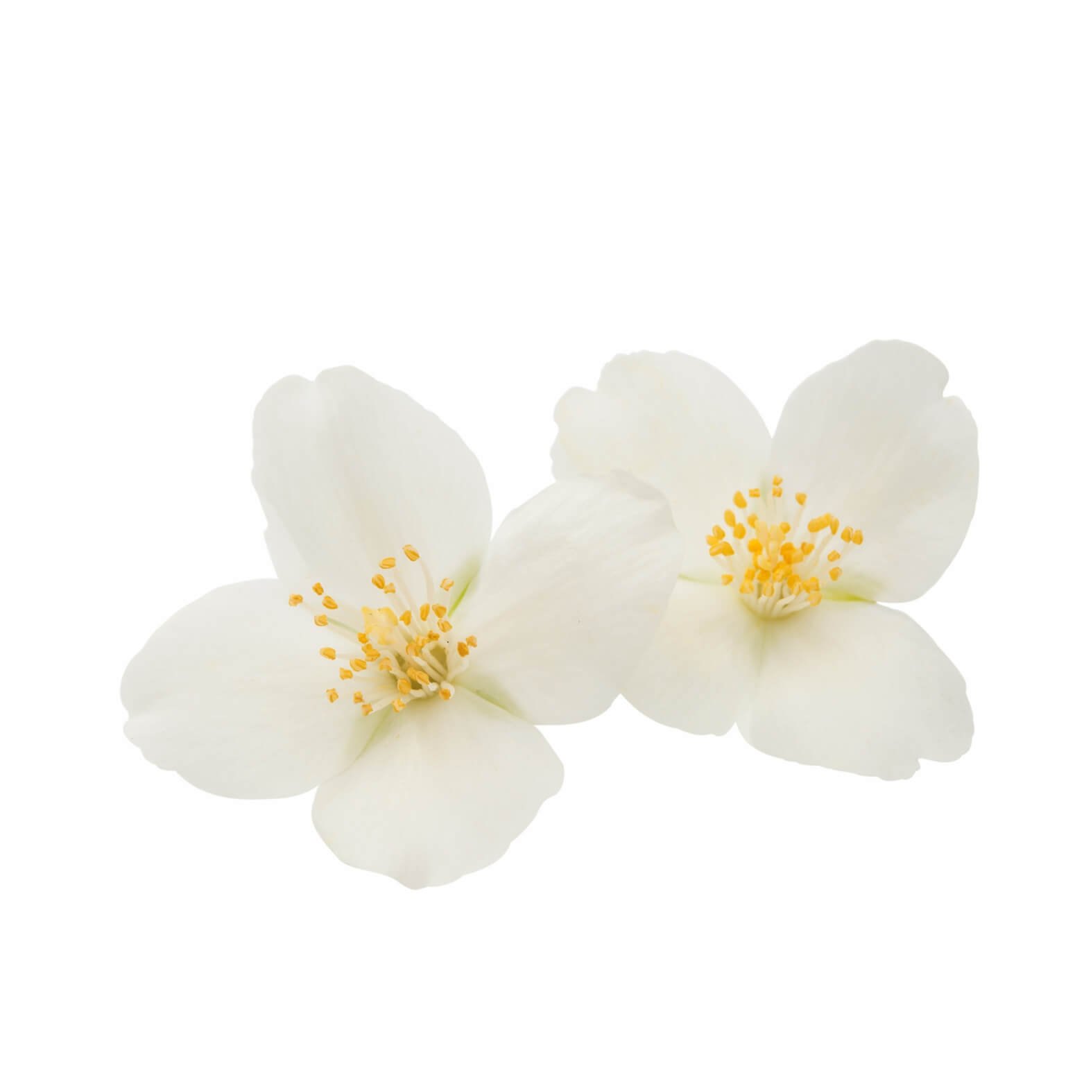 PERFUME NATURAL JAZMIN JPG